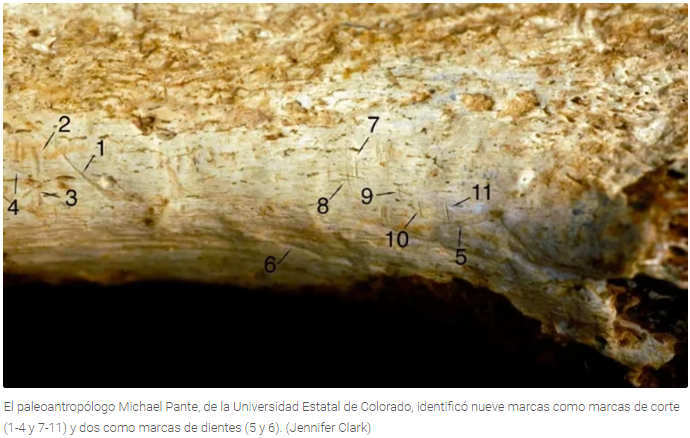 Este fósil, de 1.45 millones de años, sería la evidencia de canibalismo más antigua jamás descubierta.