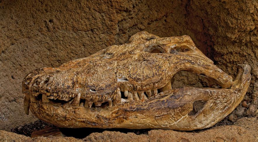 Descubren los restos intactos de una bestia anterior a los dinosaurios